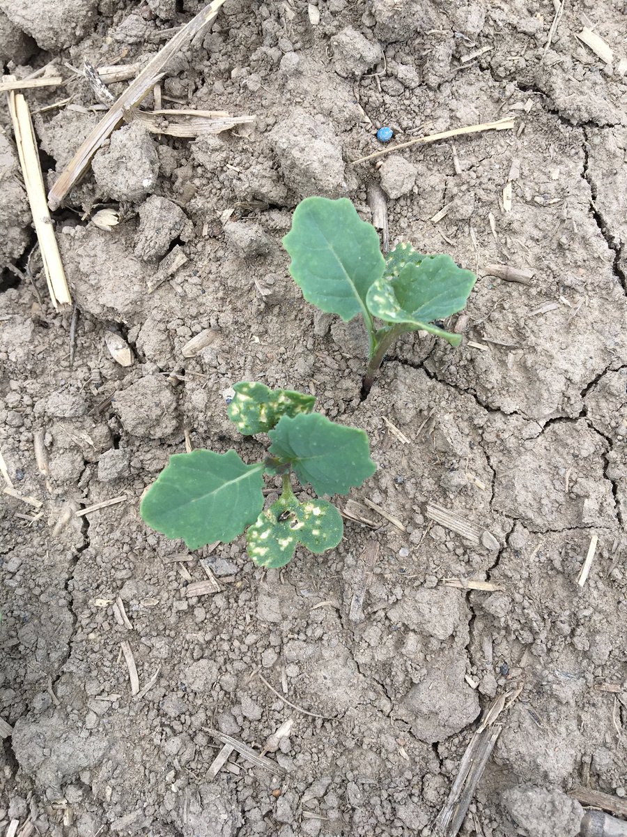 ireland_89's tweet photo. Visivio is holding out against flea beetles in Leslieville area. #spray19 @CANTERRAnicole #cs2000 https://t.co/GOVvKQVmxY
