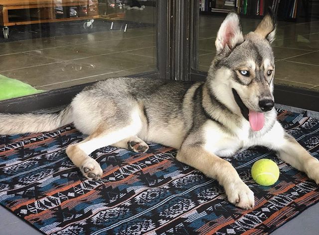 That’s one happy pup! @dante_thehusky35_ is looking nice and cozy on his new TeePaw dog mat!
—
If you saw our story, you will have seen that I got married!! I’m hoping to get back and seeing by next week, and can’t wait to get back at it! Until then, fee… instagram.com/p/ByWWP6vpP-c/