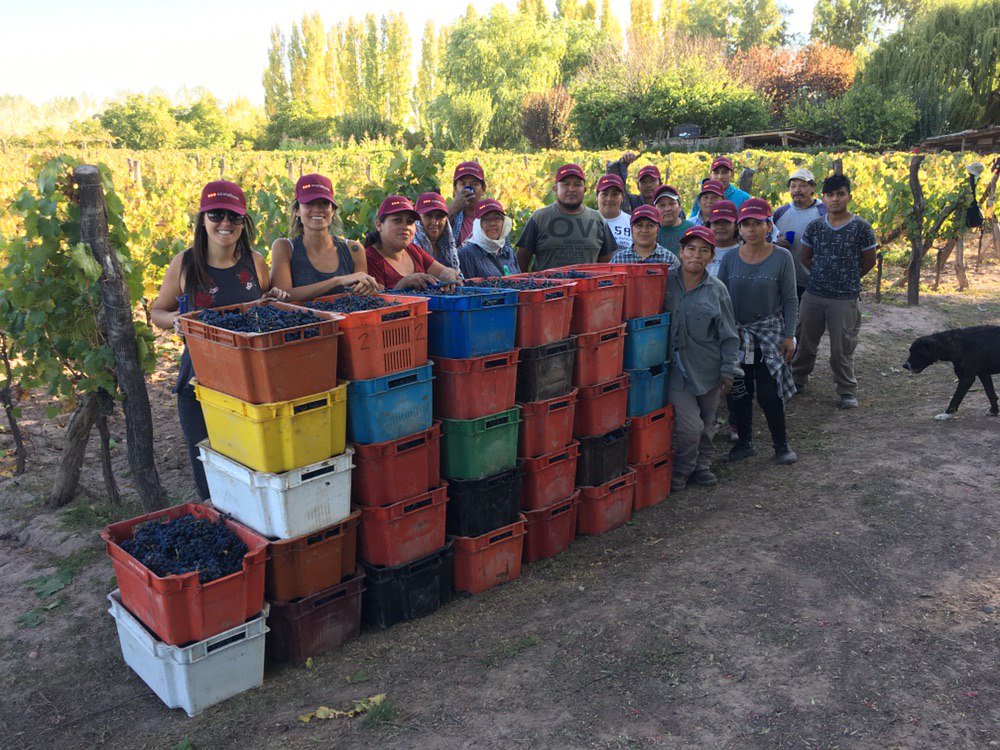 OpenVinoDAO's tweet photo. ¡Es UNÁNIME! Los enólogos afirman que la cosecha 2019 fue la mejor de las últimas décadas 

Y vos todavía podés comprar los vinos de Costaflores Organic Vineyard a precio DE COSTO, haciendo clic aquí

https://t.co/2T8qk1lPw7

#vino #mendoza #costaflores #mtb #organicwine #wine https://t.co/QwmiKlbJig