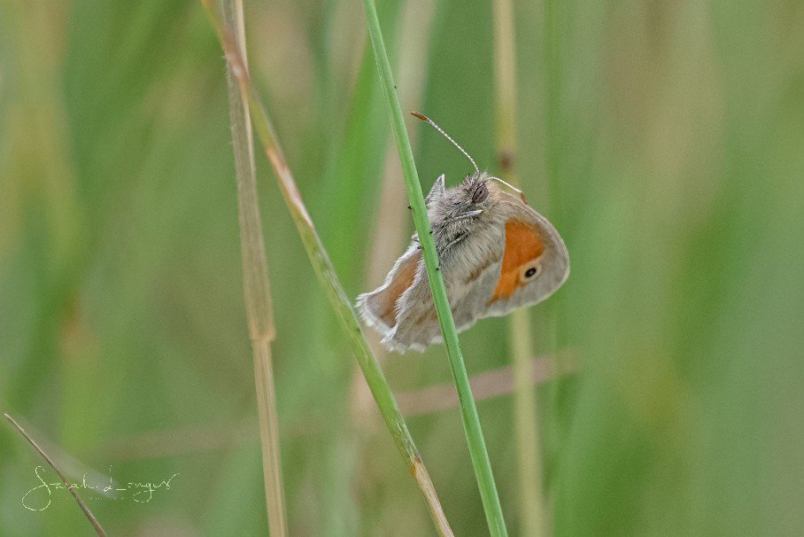 MiradorDesign's tweet photo. 5th of June #30DaysWild with @wildlondonpics at @southeastNT #DenbiesHillside 😁 A grey and chilly day put most butterflies into hiding but there were LOADS of #burnetmoths, a few small heath butterflies, a roosting common blue and the wonderful Mother Shipton moth 😁 https://t.co/hOxOdwswg1