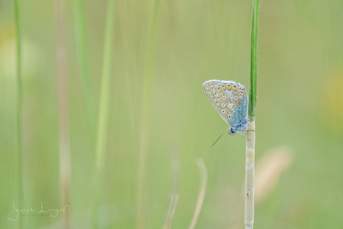 MiradorDesign's tweet photo. 5th of June #30DaysWild with @wildlondonpics at @southeastNT #DenbiesHillside 😁 A grey and chilly day put most butterflies into hiding but there were LOADS of #burnetmoths, a few small heath butterflies, a roosting common blue and the wonderful Mother Shipton moth 😁 https://t.co/hOxOdwswg1