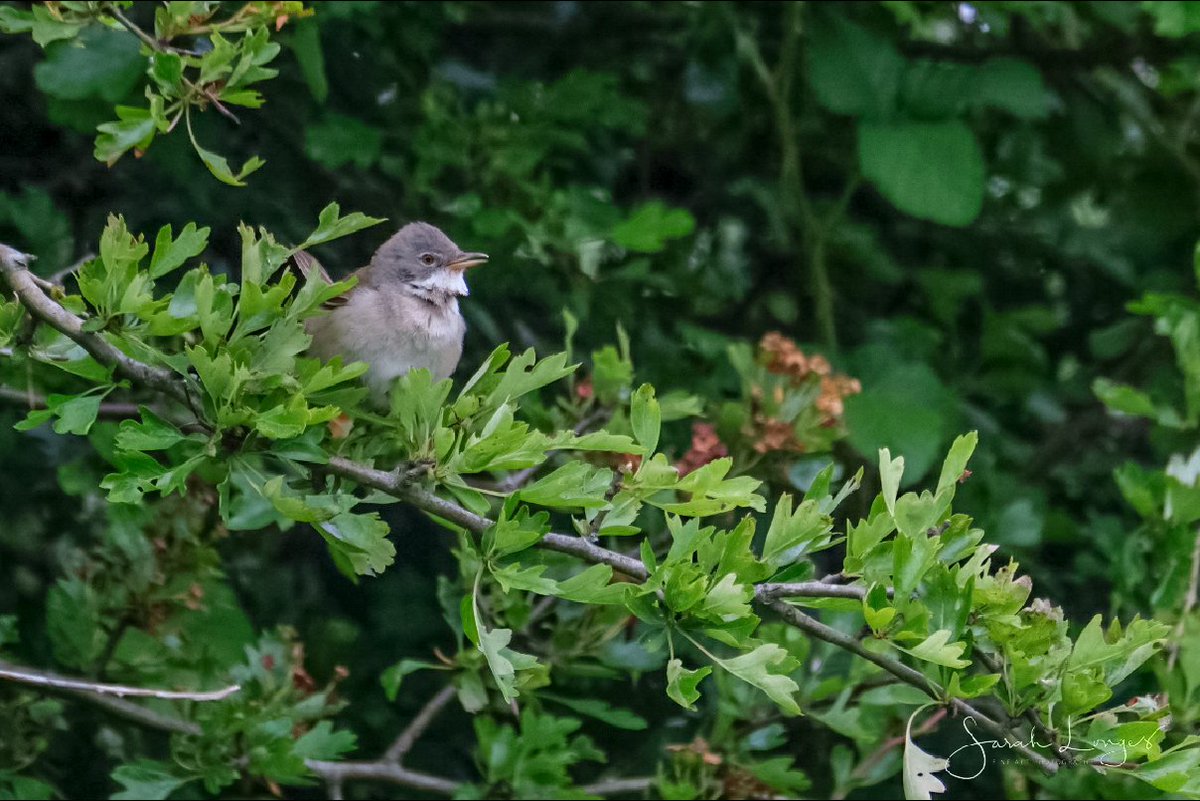 MiradorDesign's tweet photo. 5th of June #30DaysWild with @wildlondonpics at @southeastNT #DenbiesHillside 😁 Everything starts from the ground up, the right habitat, lots of insects and the bird life will flourish 😊 Wonderful to see so many whitethroat in the hawthorn, blackcap in the woods and a thrush! https://t.co/ZNuBNBIvvP