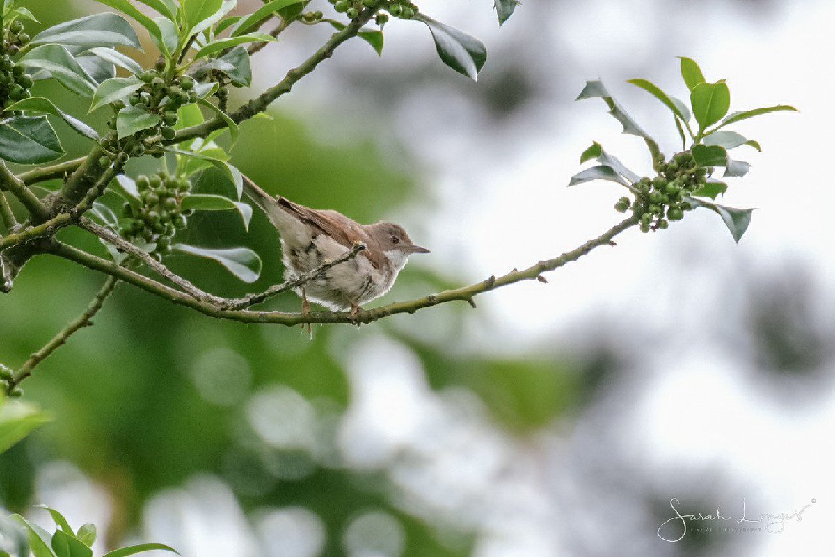 MiradorDesign's tweet photo. 5th of June #30DaysWild with @wildlondonpics at @southeastNT #DenbiesHillside 😁 Everything starts from the ground up, the right habitat, lots of insects and the bird life will flourish 😊 Wonderful to see so many whitethroat in the hawthorn, blackcap in the woods and a thrush! https://t.co/ZNuBNBIvvP