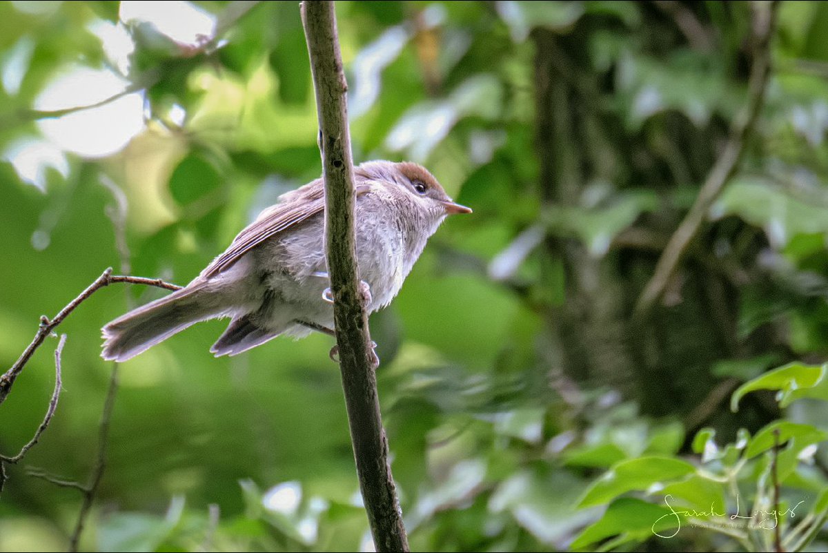 MiradorDesign's tweet photo. 5th of June #30DaysWild with @wildlondonpics at @southeastNT #DenbiesHillside 😁 Everything starts from the ground up, the right habitat, lots of insects and the bird life will flourish 😊 Wonderful to see so many whitethroat in the hawthorn, blackcap in the woods and a thrush! https://t.co/ZNuBNBIvvP