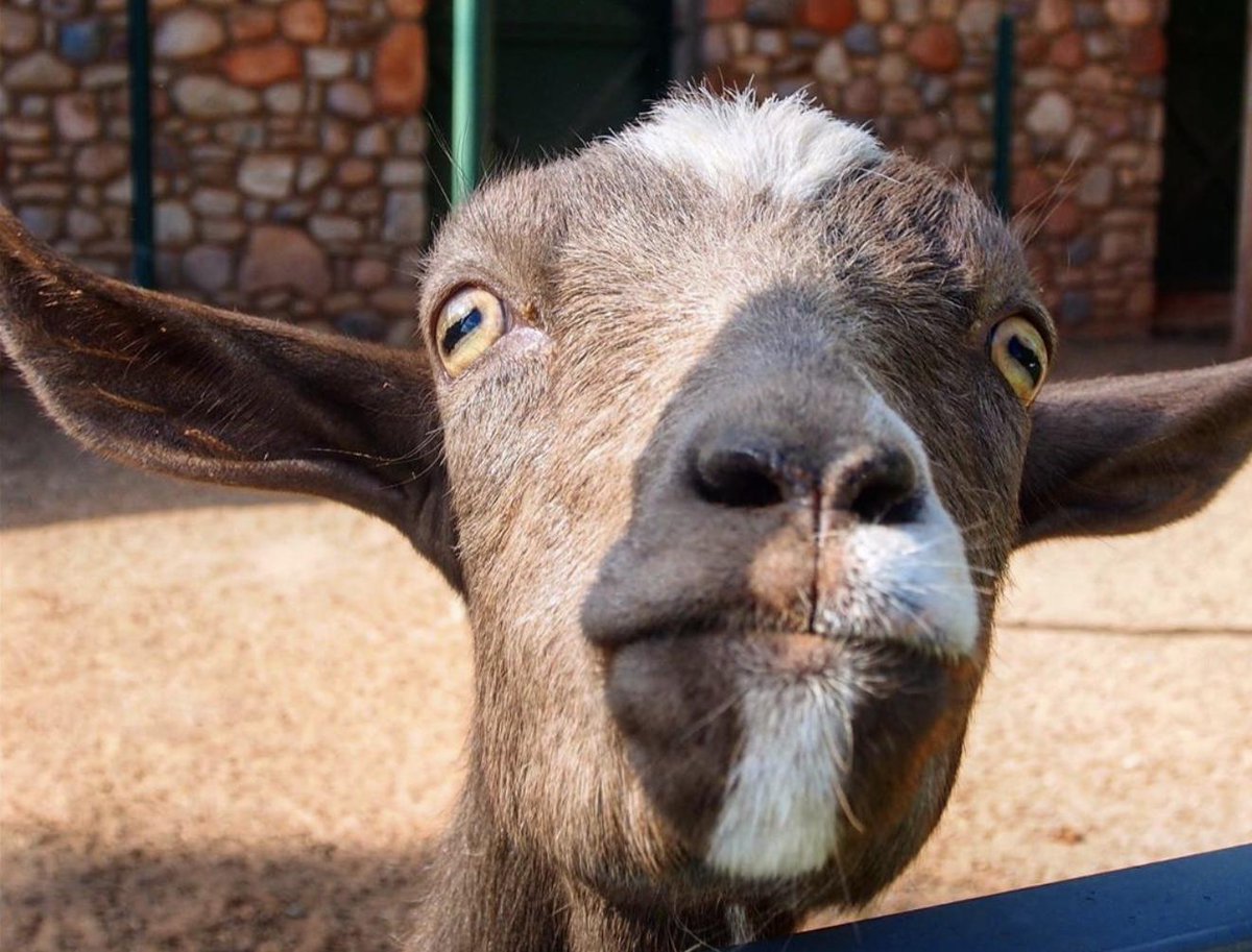 Eu2Be's tweet photo. When it comes to reducing plastics ♻️ we can take a lesson from the undeterred 🐐 billy goat but we have got to use our 🧐 ingenuity to find better, #sustainable solutions. #WorldEnvironmentDay #WEDwisdom #ClimateActionow https://t.co/eQVkZnftYv https://t.co/MmetpTcsfr