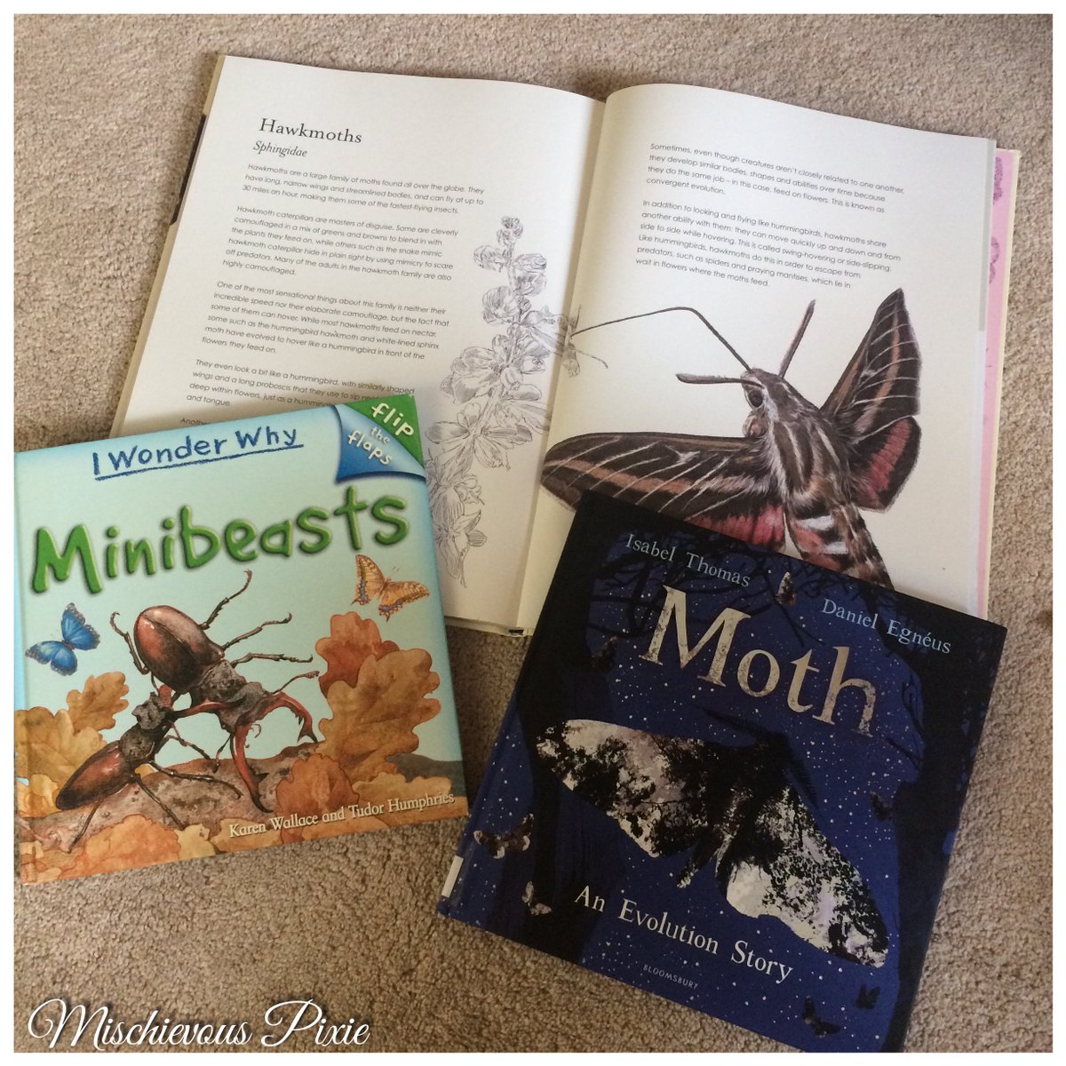 MissPixieUK's tweet photo. Day 4 #30dayswild todays bedtime reading is all about mini beasts we’ve learnt how moths have learnt to adapt to survive and study the beauty that’s in a Butterflies wing. We’ve also learnt how to identify an insects and their anatomy. #mischievouspixie #naturestudies #minibeasts https://t.co/p8RtAveFnl
