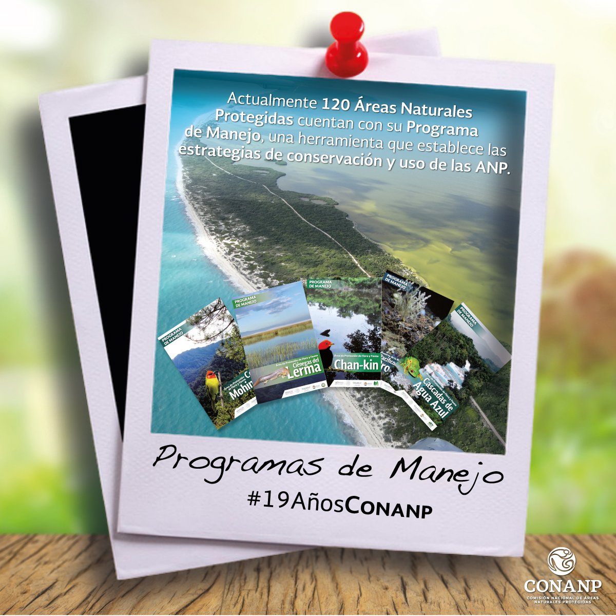 CONANP_mx's tweet photo. Los #ProgramasDeManejo son instrumentos indispensables para el manejo de las #ÁreasNaturalesProtegidas. En ellos encontramos información valiosa sobre la riqueza natural, los servicios ambientales y las actividades que se pueden realizar en las #ANP. #19AñosCONANP 🗺️🌲🌴🌵💧🦈🌊 https://t.co/MnUDcBthZ3