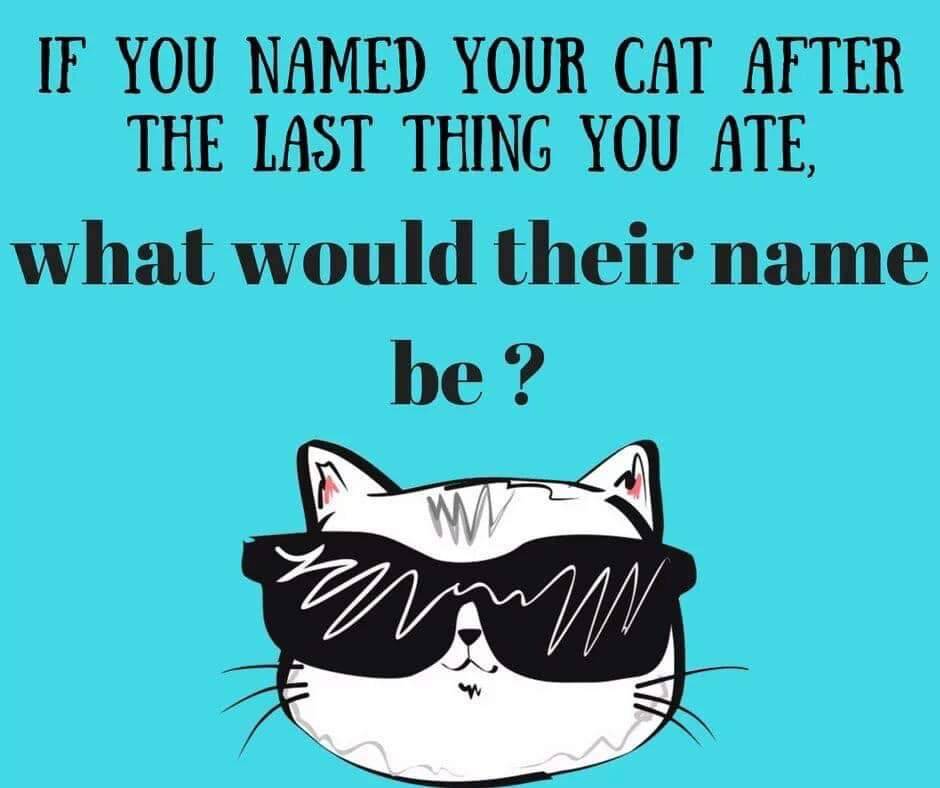 AMSHVets's tweet image. #AMSH #amshvets #brokenarrowoklahoma #tulsaoklahoma #purrrfect#meow #justforfun #cute