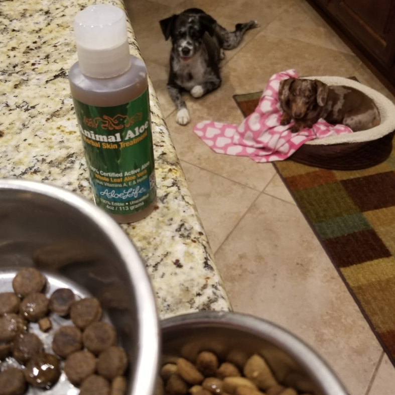 Monica_Brant's tweet photo. 🐾 My household, including my sweet pups Camy & Kaya have been enjoying the benefits of AloeLife International products for almost 3 years!
Be sure to enjoy my 20% discount code: Monica at checkout https://t.co/xB0o5XXRIf
#WellnessWednesday #AloeLife https://t.co/3Ndf5zIACT