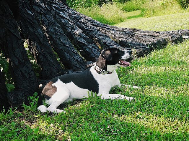 loveshorsesoh's tweet photo. I have come to terms with the fact that this account is just going to be pictures of me and my dog in @c4belts stuff 😂. Luckily my dogs cute and @c4collars are kick a**! This is from our adventure to the @josephinesculpturepark in Frankfort, KY! She … https://t.co/Vc0z1ZE8KU https://t.co/xpIHMsY59C