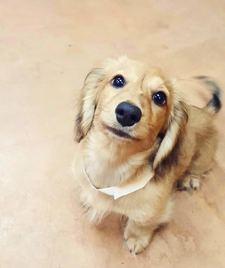 PetSmart's tweet photo. Doggie Day Camp's Puppy's 1st Playdate is on 6/9 from 12-2pm for puppies ages 10-20 weeks! Call to reserve your spot for $10 at select locations & share your photo using #petsmartplaydates πΆ (π·: IG petshotel548)
*Pet age, health, and vaccination restrictions apply https://t.co/YEuecJlAUj