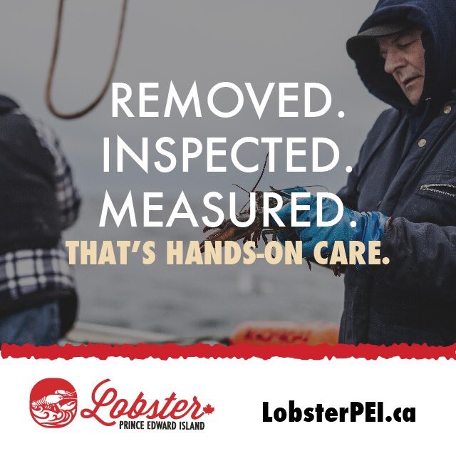 Campbellsfish's tweet photo. The PEI lobster fishery is carefully managed to ensure stocks remain healthy for years to come. Undersized lobster and females with eggs or of optimal breeding size are returned to the ocean. #Sustainability #PEIlobster https://t.co/1r0DjgcxWn