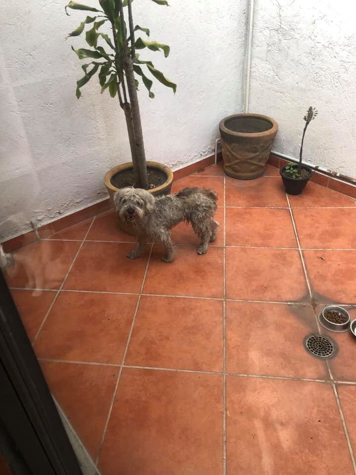 G_a_b_s's tweet photo. No sean malos. Ayúdenme a compartir para que este lindo perrito pueda encontrar a una familia que lo quiera para siempre. 
Está en Cdmx. 

Las últimas 2 fotos son de como lo encontró mi amiga..

Por favor les ruego que den RT y ❤️ para que se difunda mucho. 

Informes conmigo https://t.co/ICvY3dV1mt