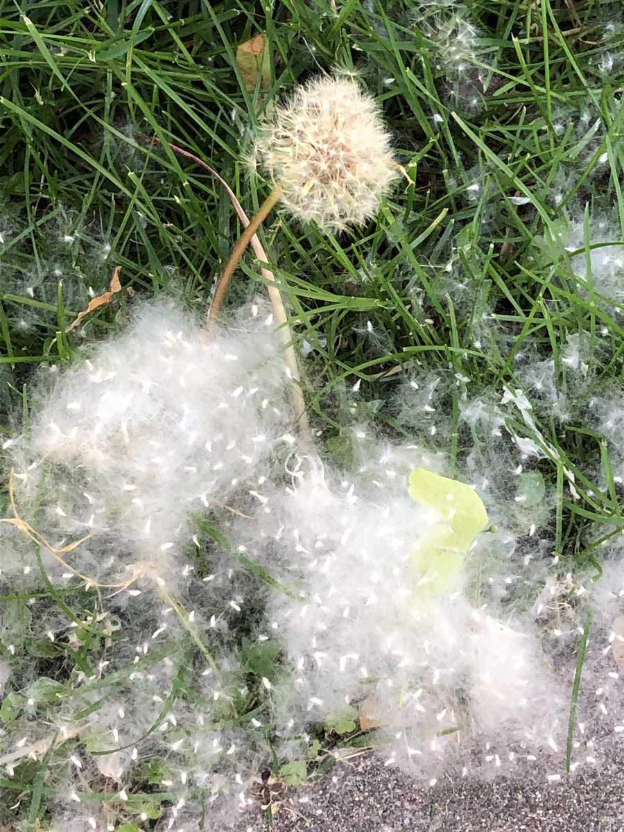 dinab117's tweet photo. Trying to enjoy the nice weather, but there is cotton flying around everywhere. If you breathe wrong, up the nose it goes. #lookslikesnow #cottonwoodtree #cotton #summerdays https://t.co/hHmhrnzV9O