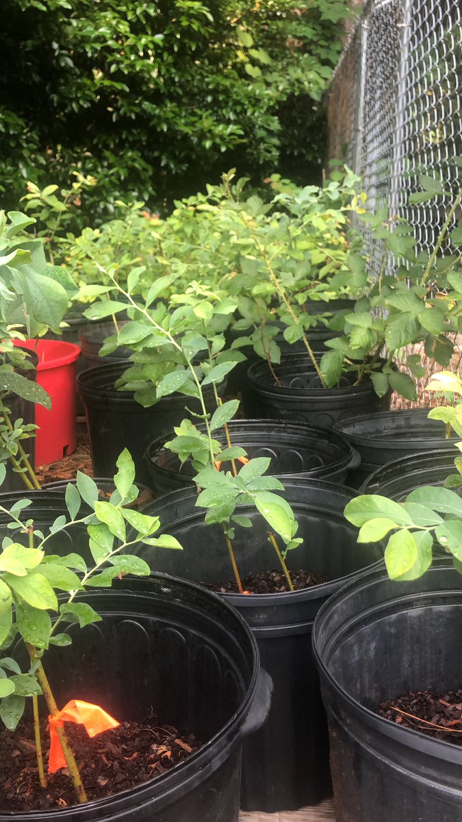 Most of our bushes have been started from little twigs - today, the nursery is grateful for the rain and in 3 years, they’ll be producing the best blueberries we can grow! #GotToBeNC