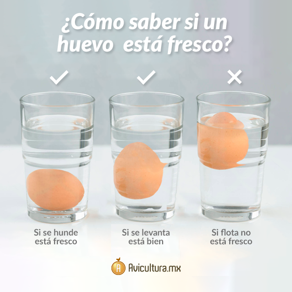 Distraktion tråd Ungkarl Avicultura.mx on Twitter: "¿Cómo saber si un #huevo está fresco? 🥚🧐🍳  https://t.co/YxSsIgMWPf" / Twitter