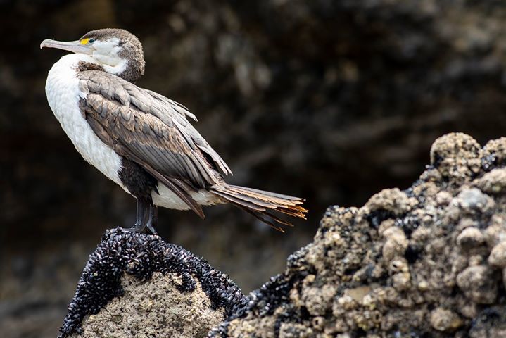 elisemanahan's tweet photo. In a fit of avian excitement over the launch of the New Zealand Bird Atlas I wanted to share a photo I took of a Kāruhiruhi or pied shag I spotted resting on a barnacle covered rock during low tide at Piha Beach. New Zealand is full of incredible birds and is home to many un… https://t.co/K79z2E9IqJ
