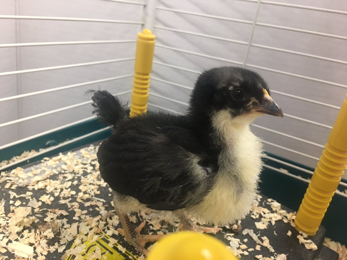 willhalmtweets's tweet photo. Goodbye little one... it was a joy to raise you for these past few weeks. Have fun at the farm- meet lots of friends 🐥🐥🐥 https://t.co/S2k6ETWg8H