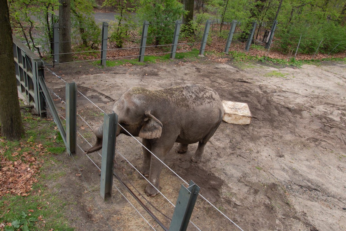 2. There are two accredited sanctuaries in the US that are willing to accept Happy which would give her the opportunity to roam on a large plot of land and be surrounded by other elephants pals. But the  @BronxZoo and it's director  @JimBreheny are unwilling to give her up.