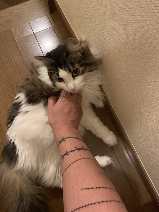 起きたらネコが出待ちしてた 