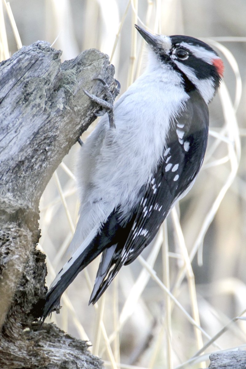 RockyNPS's tweet photo. To protect from the shock of repeated hammering, a woodpecker has: strong bill, strong neck muscles, flexible reinforced skull, brain tightly packed in protective cranium, strong claws, short legs, stiff tail feathers to prop against trees, feathered nostrils. #Bird #RangerTips k https://t.co/zbckiKMxI2