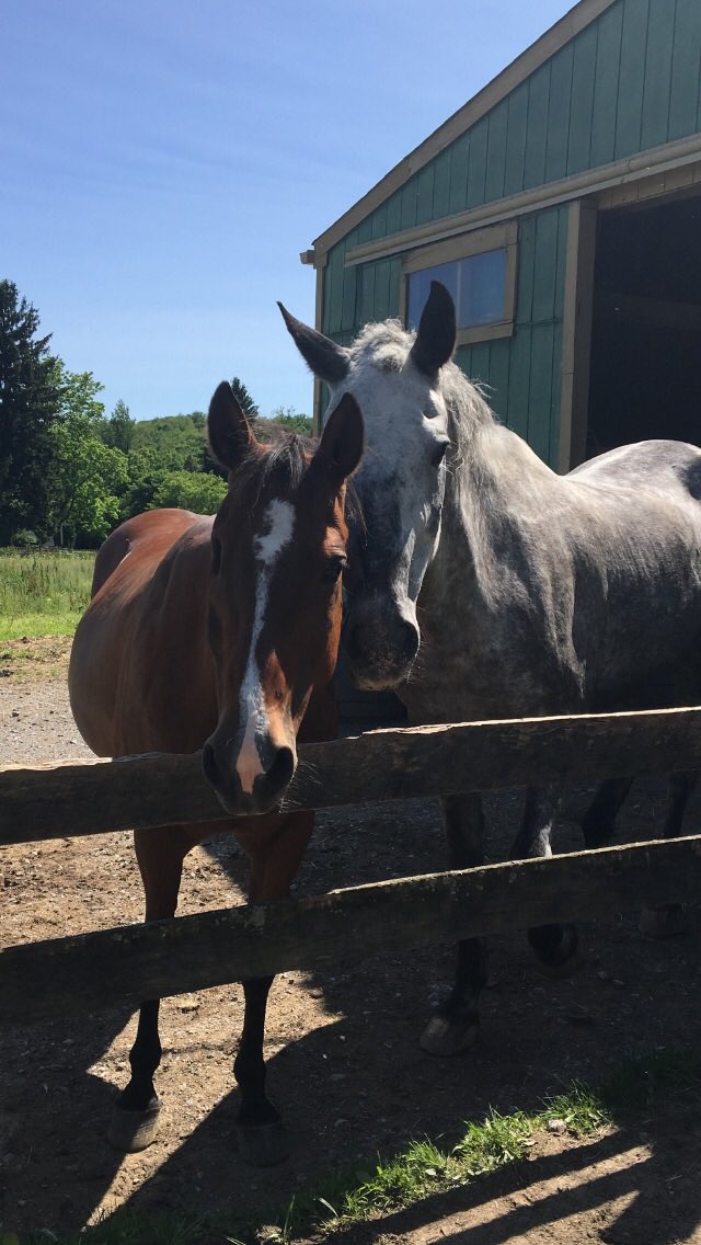 Penny & Ace - The heart wants what it wants ❤️ #rescues #nohorseslaughter #horsesofinstagram #horses #AnimalRights #AnimalWelfare #anticruelty @HumanePA @HSUS @Freedom4Horses @roryridge @FlyingChanges1 @KristenTullo @paequinerescue #voiceforvoiceless