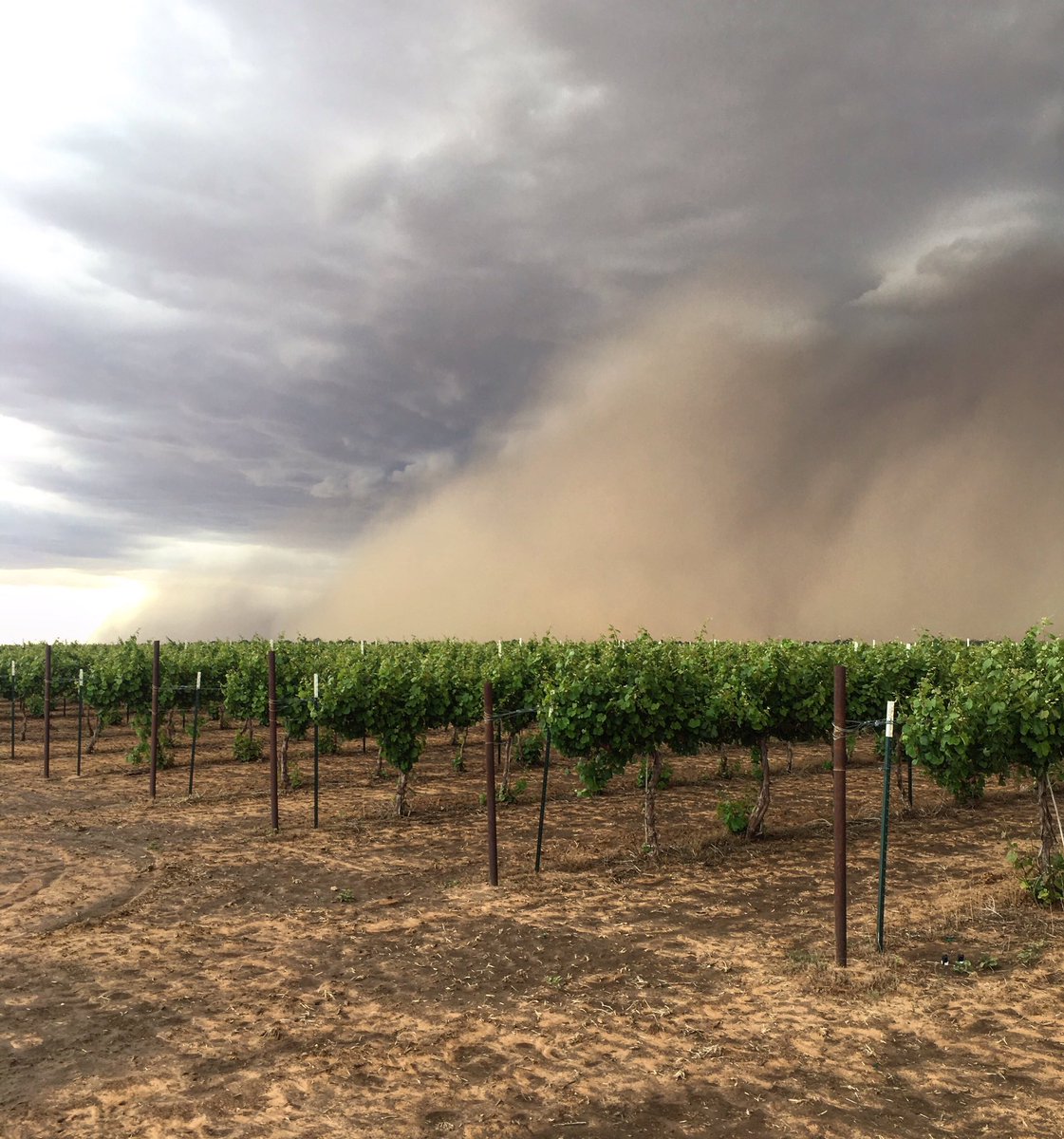 bolenvineyards's tweet image. It’s rained 3” in 3 days but the dirt still blows on the Texas High Plains. Storms are rolling again this evening. #txwx #txwine #winegrape #vineyard #rain #hail #hockleycounty #smyertx #livelovelubbock #farming