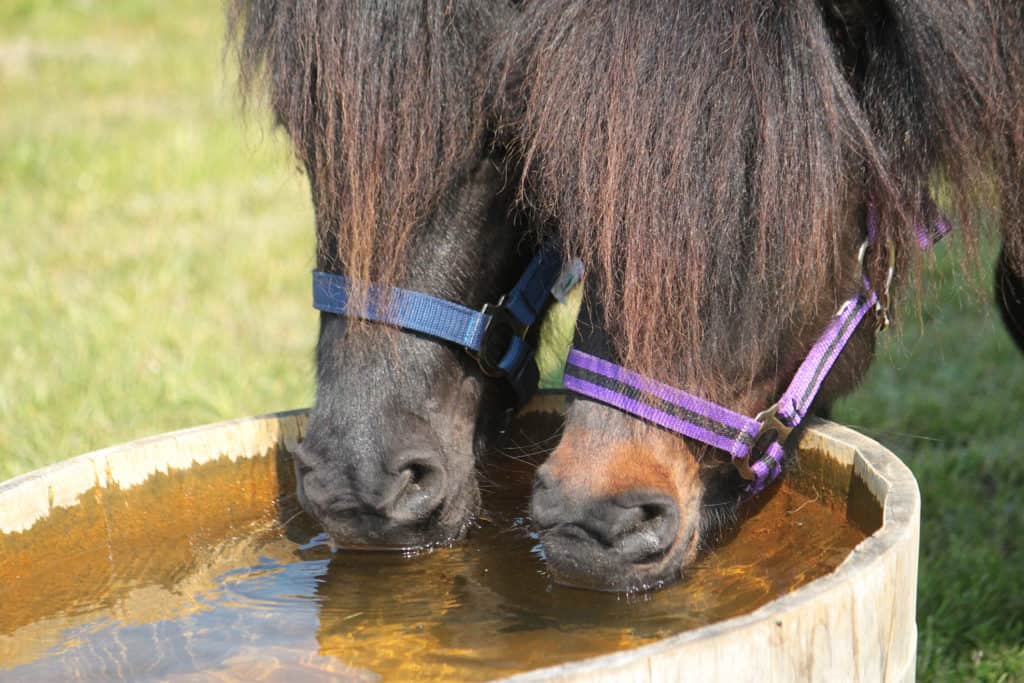 Equaide's tweet image. Two equine nutritionists to answer your burning questions about horse hydration. Here’s what you need to know thehorse.com/149081/horse-h…
#EquineCare #Hydration #ProudFlesh