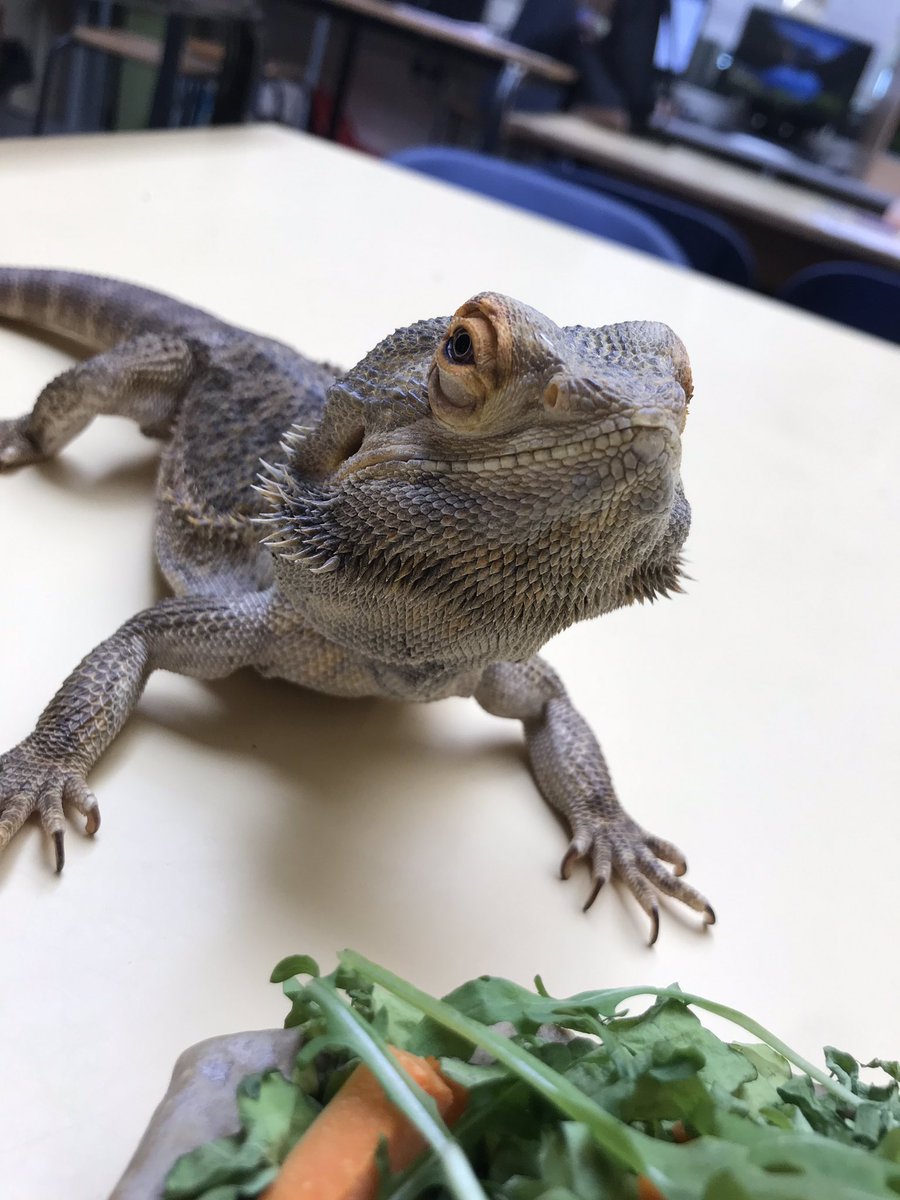 AnimalcarePhs's tweet photo. Pete loves all the attention he gets when lessons are on! #PeteTheMagicDragon https://t.co/GVP2h5RieS