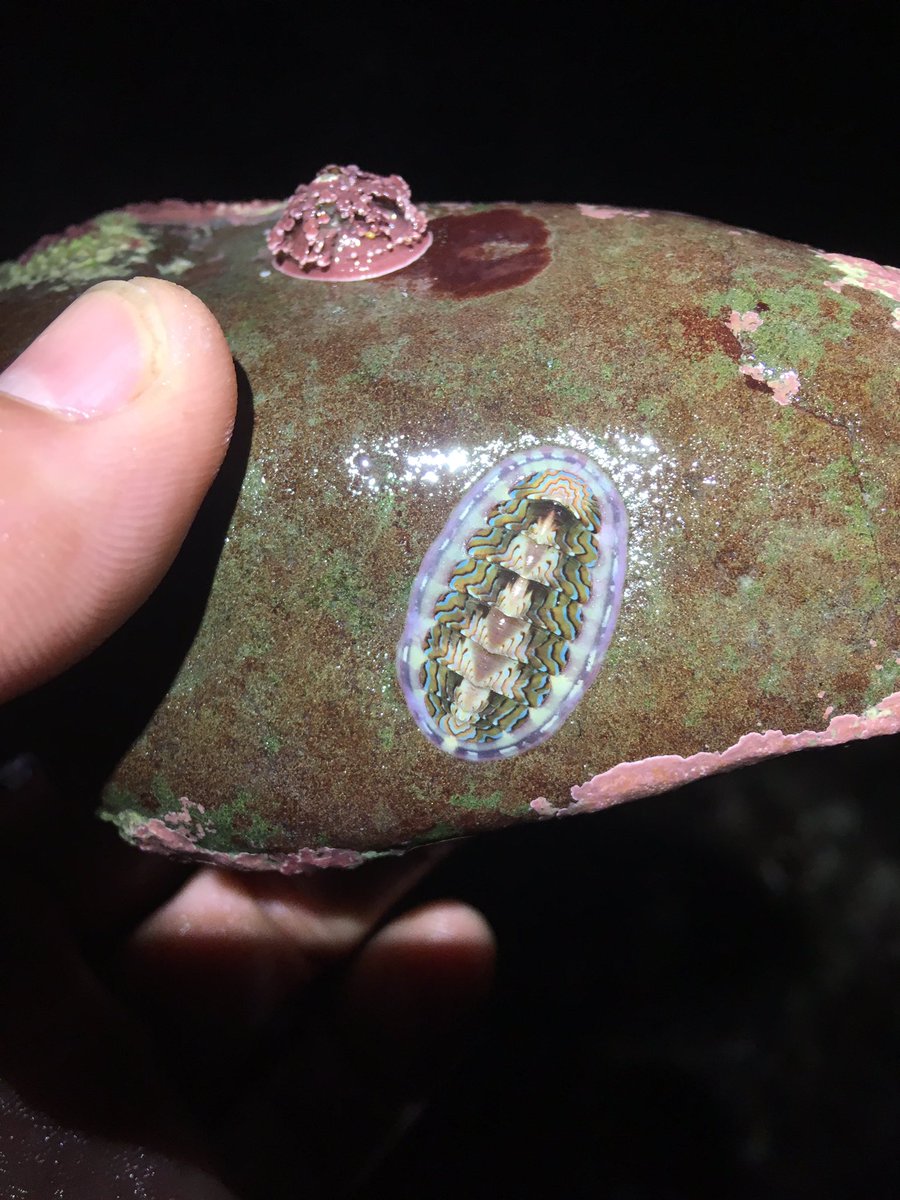 Come explore the rocky intertidal with me tomorrow morning at 8AM pacific here:  m.youtube.com/watch?v=1i9dBa… thanks to <a href="/InsideNatGeo/">National Geographic Society</a> and <a href="/EBTSOYP/">ExploringByTheSeat - Find us on BlueSky</a>