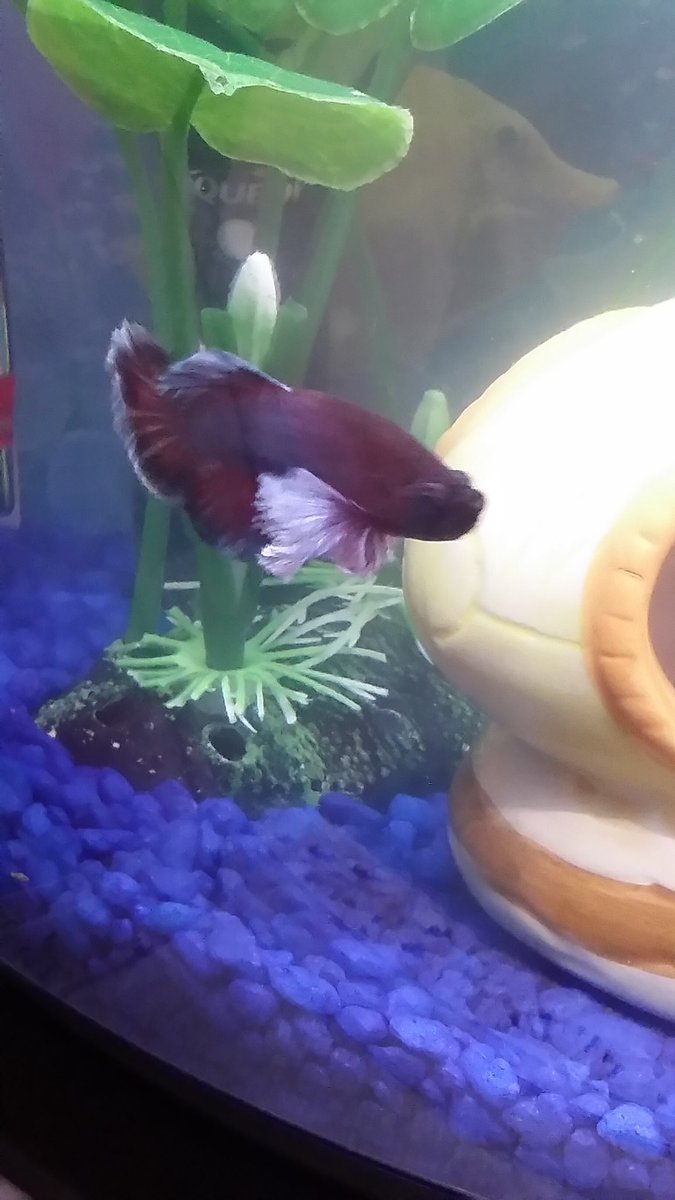 NigelMoon79's tweet photo. Feeling heartbroken 😞 ~R.I.P. Nigel Moon I love and will never forget you. You’re in a better place w/out pain. 🐠 https://t.co/4jcrFrNq33