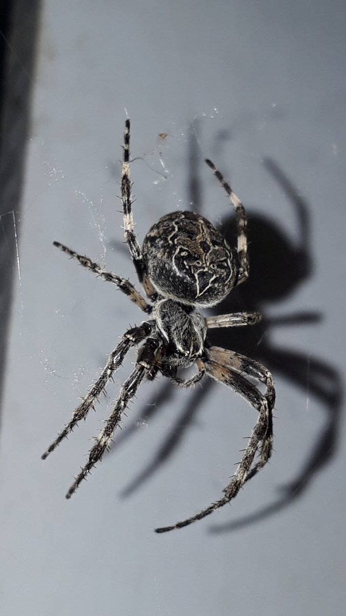 Jezzatrainman's tweet image. If you have #arachnophobia, come and visit the many wild specimens who call Dartford station home! #nope #itisprettythough @Se_Railway