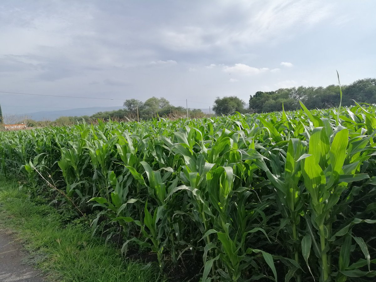 sotohoracio91's tweet photo. Vitrina a doble hilo... Jijos! Están mamaloncisimos!! @MasAgroGto @BrevantSemillas @syngenta_mx @AsprosSemillas @AsgrowMX #Novasem por una agricultura sustentable @ApaseoG @SDAyR_Gto @CIMMYTesp https://t.co/J9heo4CtRA