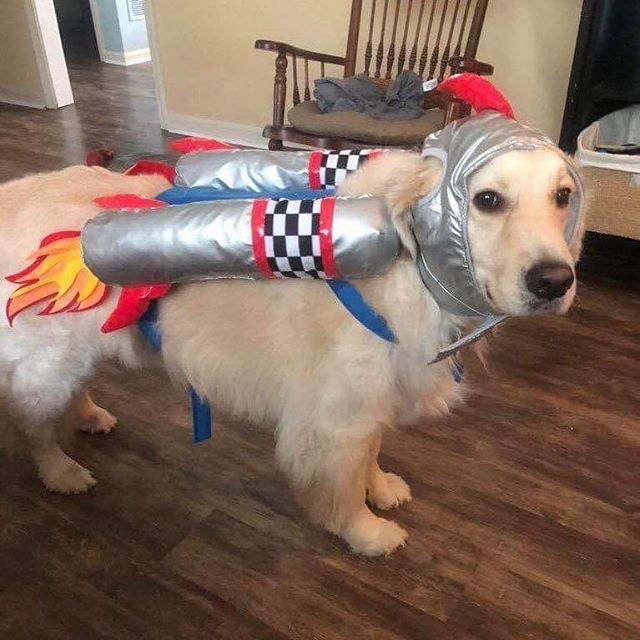 _royalpupper's tweet photo. Space Pupper

#dogsofinstagram #doggo #pupper #petsofinstagram #dogs https://t.co/MWkU4SOJeW https://t.co/tiEAuctLSY