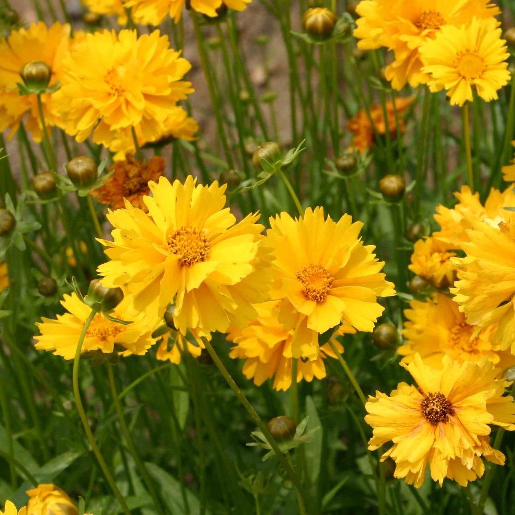 桐生市 オオキンケイギク 見つけたら駆除しましょう オオキンケイギクは 5月から7月にかけて黄色い花を咲かせる 北アメリカ原産の多年生草木です オオキンケイギクは 法律で栽培や運搬等が禁止されていている特定外来生物です 駆除方法等