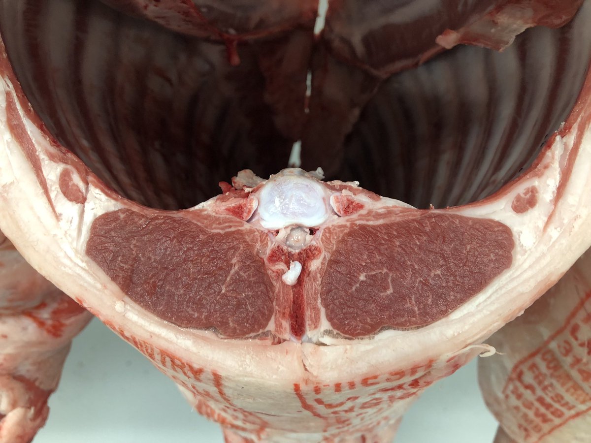 PeteMcGil's tweet photo. Which loin is best? #Consumertesting will determine that! Our great team @ERS_UNE Meat Science are generating phenotype data for hard to measure meat traits to improve #ASBVs from 250 @meatlivestock resource flock lambs this week @JarrodLees https://t.co/sXoVpSvbvL