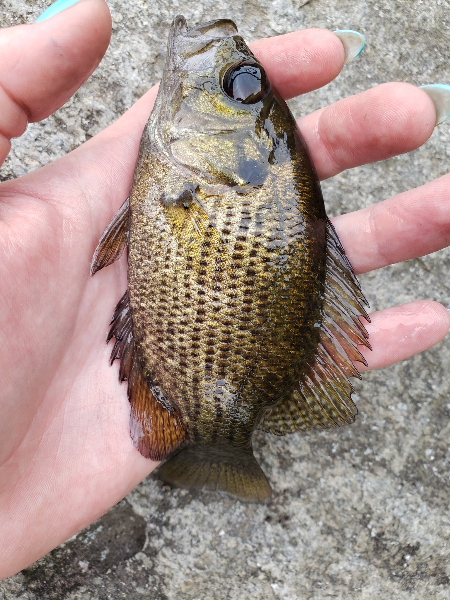 Baby Rock Bass Fish