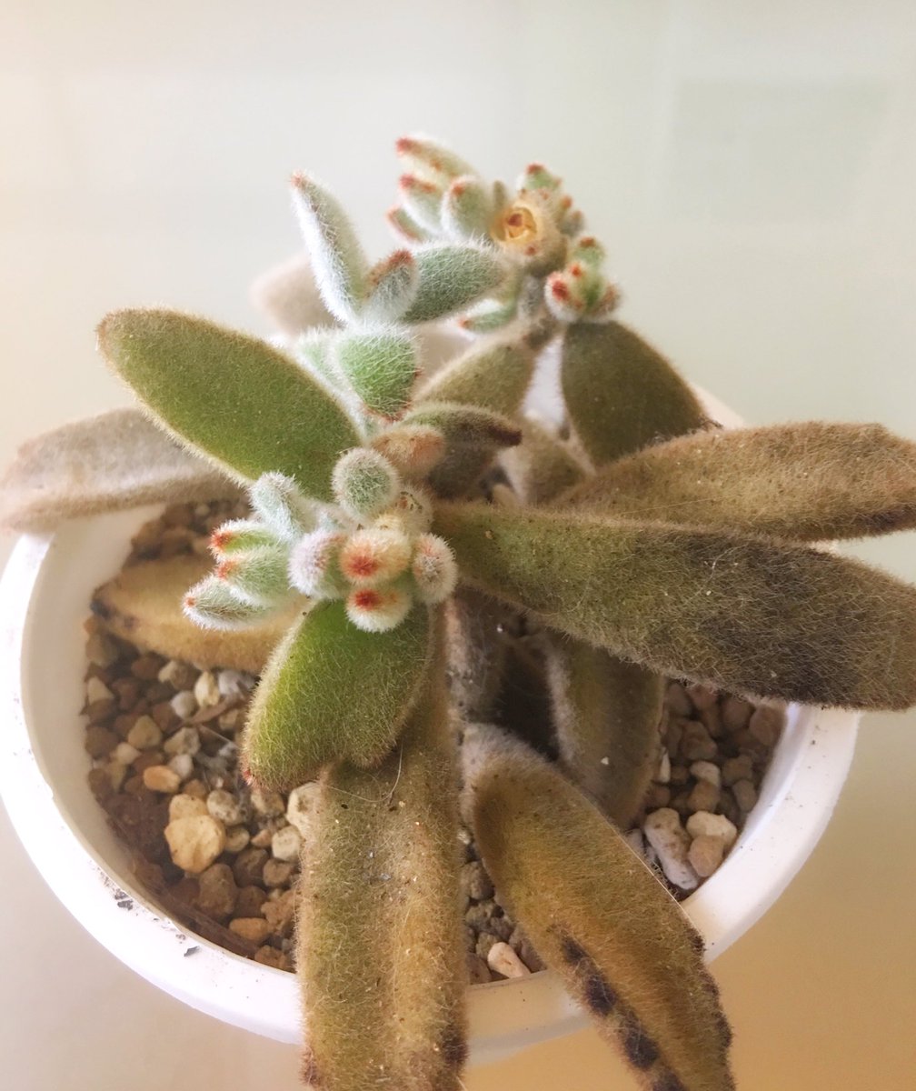 はち また やってもうた 随分昔 伊豆シャボテン公園で寄せ植え作った時の思い出の鉢 とりあえず植え替えたけど まぁ 数ヶ月前にカットして ビアホップ うさぎのかくれんぼだと知り作ってみたくなった寄植えのは しっかり根付いているけど 名付けて