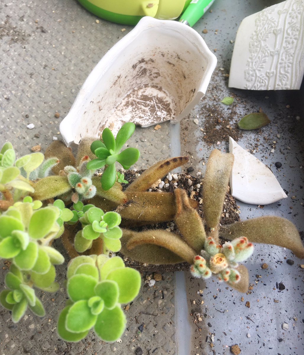はち また やってもうた 随分昔 伊豆シャボテン公園で寄せ植え作った時の思い出の鉢 とりあえず植え替えたけど まぁ 数ヶ月前にカットして ビアホップ うさぎのかくれんぼだと知り作ってみたくなった寄植えのは しっかり根付いているけど 名付けて