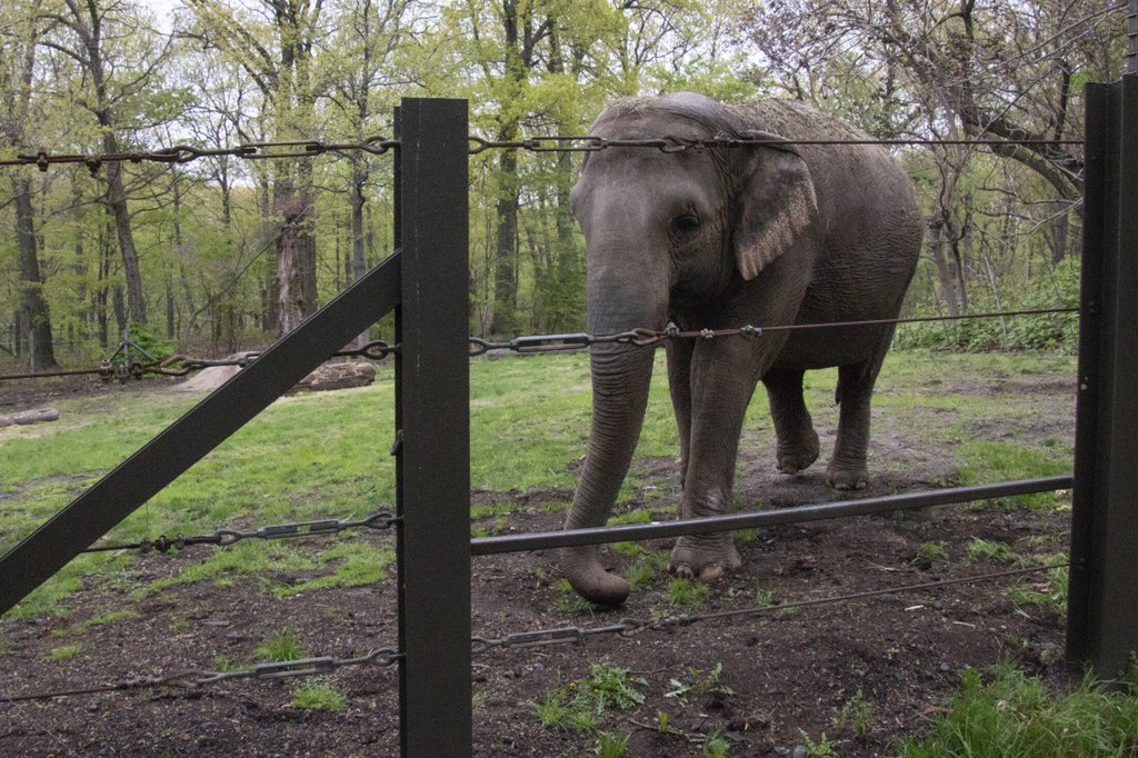 17. No elephant should live in isolation and it's unconscionable that the  @BronxZoo and  @TheWCS have allowed to let this drag on. Happy needs your help, I hope you will share this thread far and wide and join me and  @NonhumanRights in getting her released.  #FreeHappy