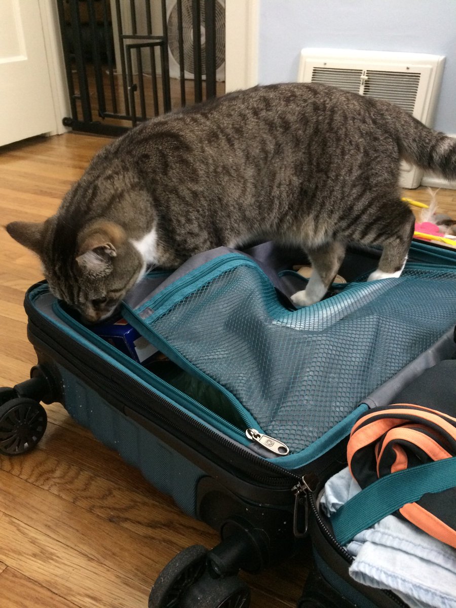 clark_ems's tweet image. Chubbs wants to head out with me tomorrow to Indy for #raac2019 and then Victoria for #Dhsi