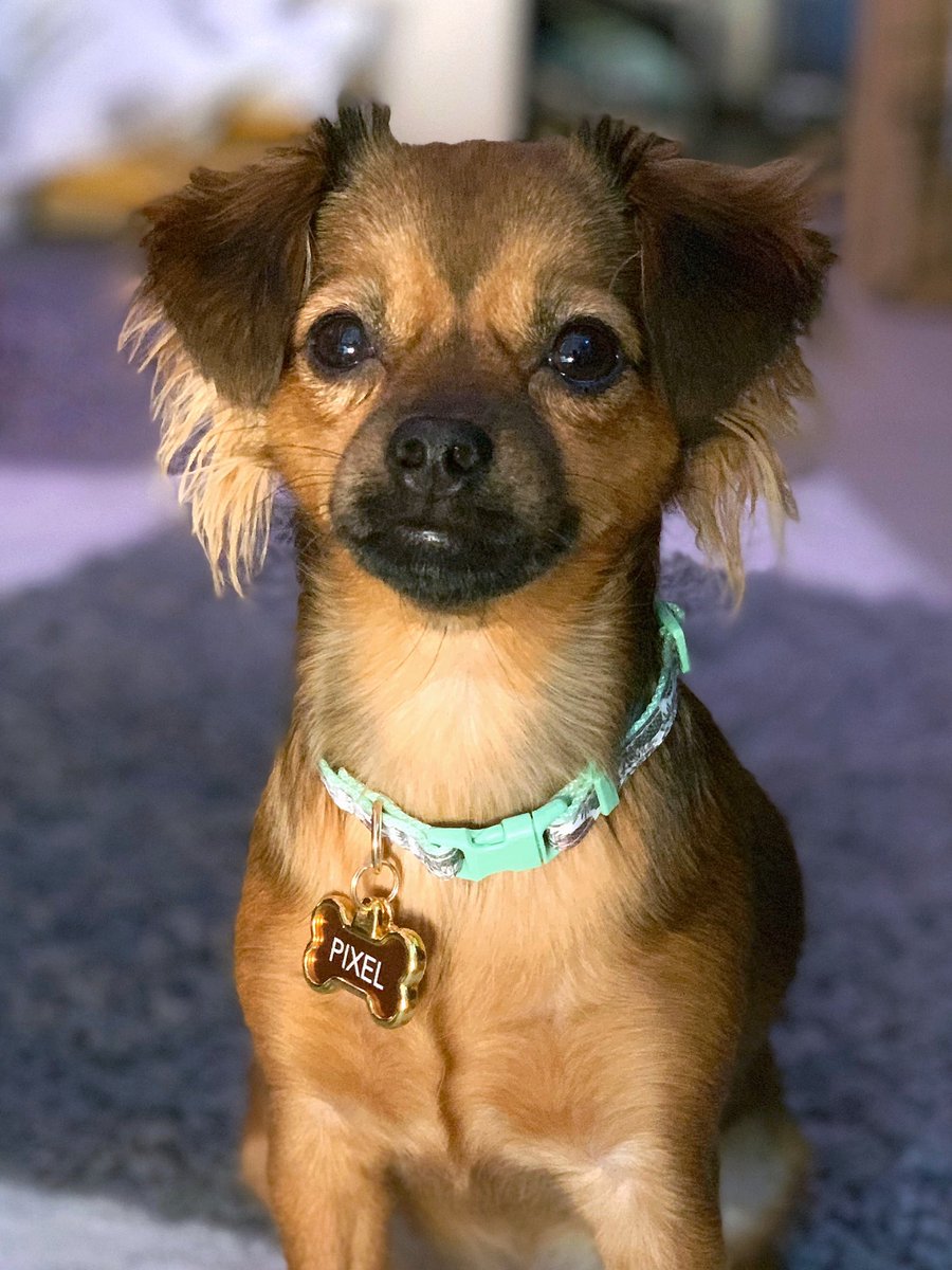 Darshelle's tweet photo. Lil PP’s got some new bling 🐕✨ https://t.co/cUImi7hkU8