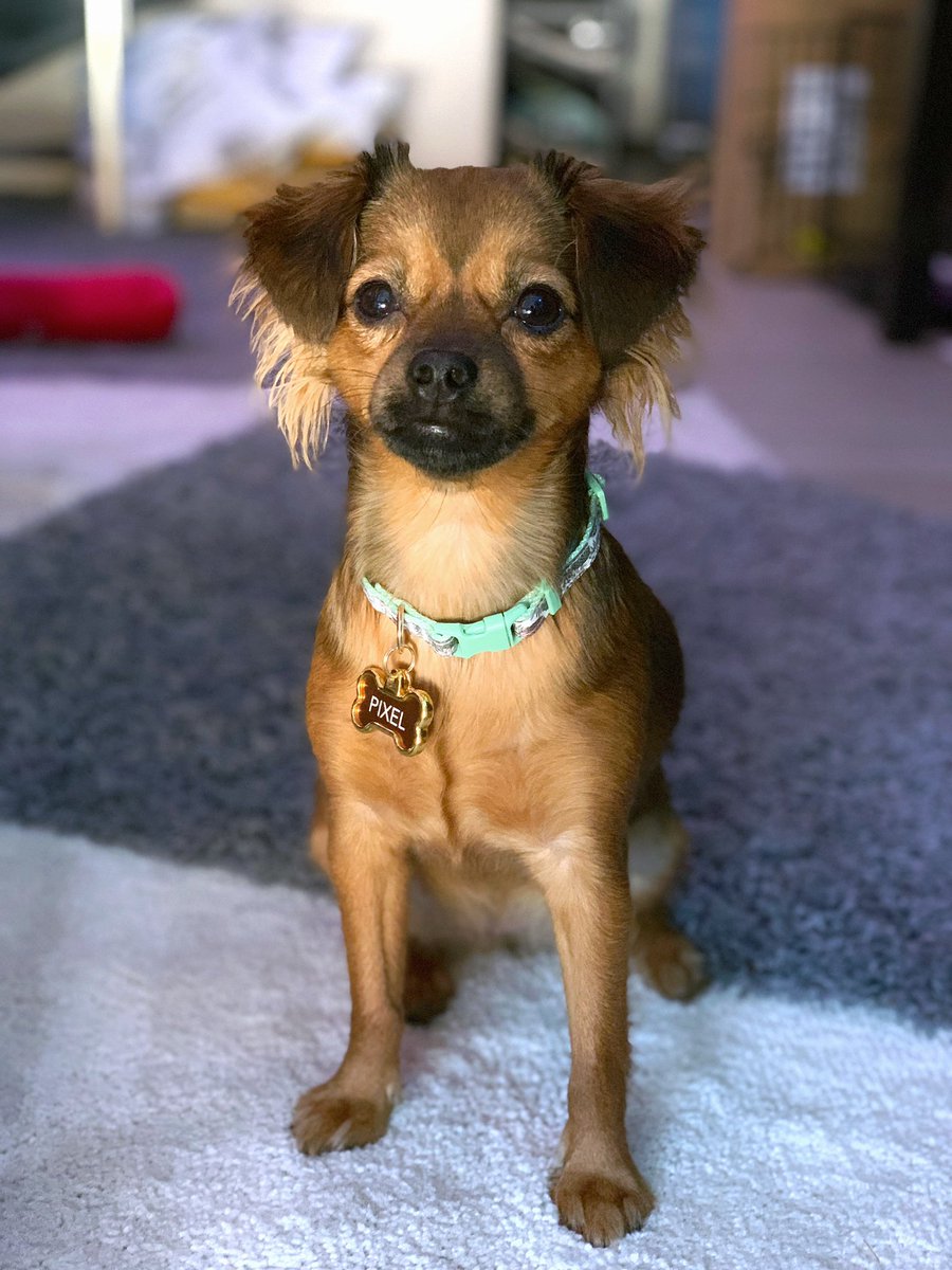 Darshelle's tweet photo. Lil PP’s got some new bling 🐕✨ https://t.co/cUImi7hkU8