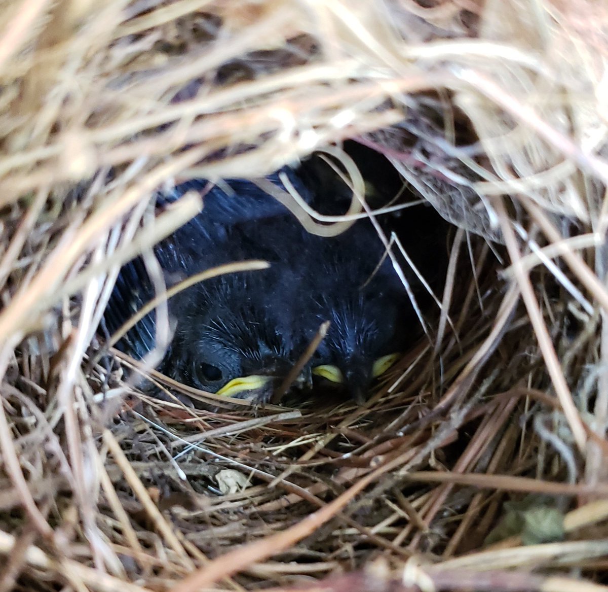 padellie's tweet photo. No more naked babies!!
πππ£π£π£ππ
#Update #BabyBirdWatch #WrenWatch https://t.co/MKy61UNY3T