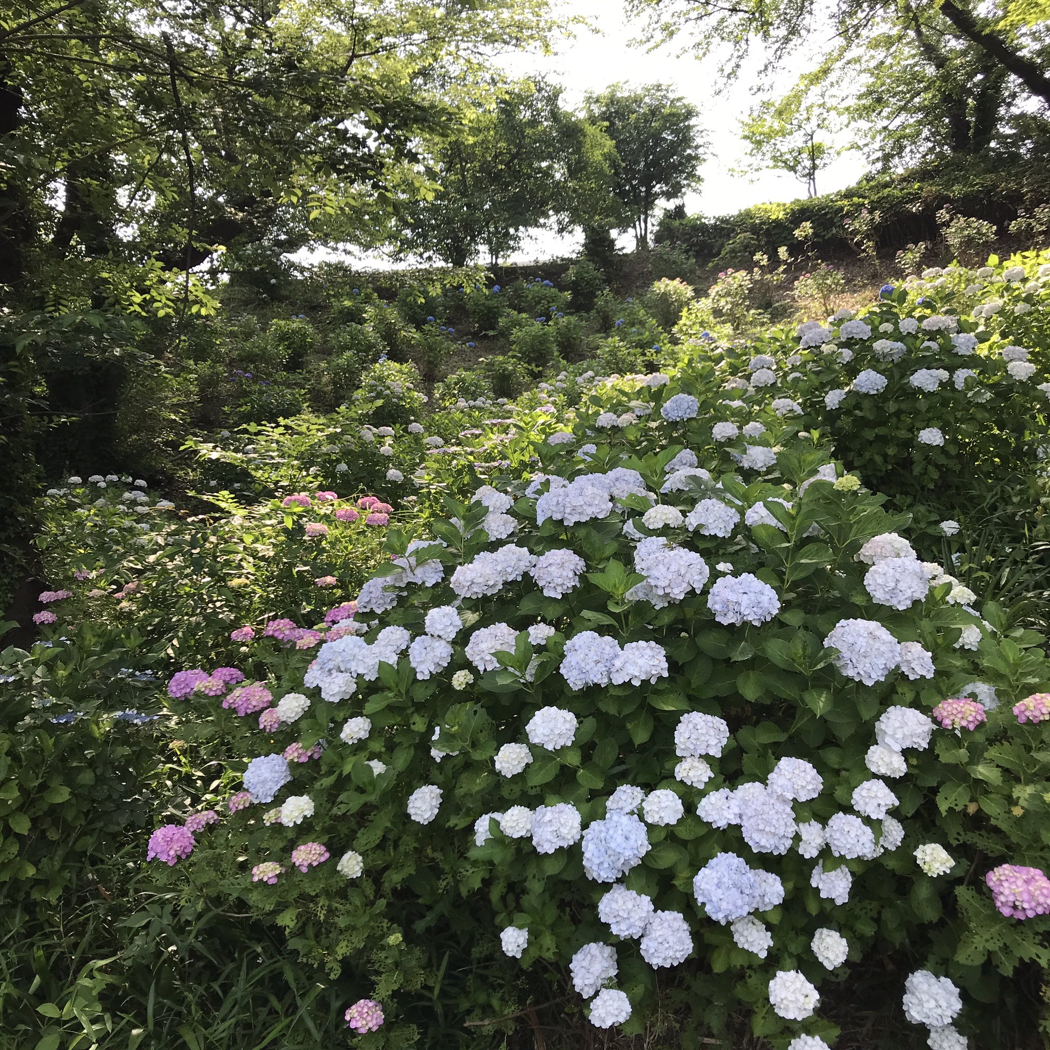 長窪山 正覚寺 花便り 紫陽花が咲き揃ってきました 写真ではわかりづらいですが 斜面の上の方も咲いてきています 花便り 紫陽花 あじさい アジサイ ハナショウブ 花菖蒲 花の寺 あじさい寺 横浜市都筑区 センター南 センター北 港北