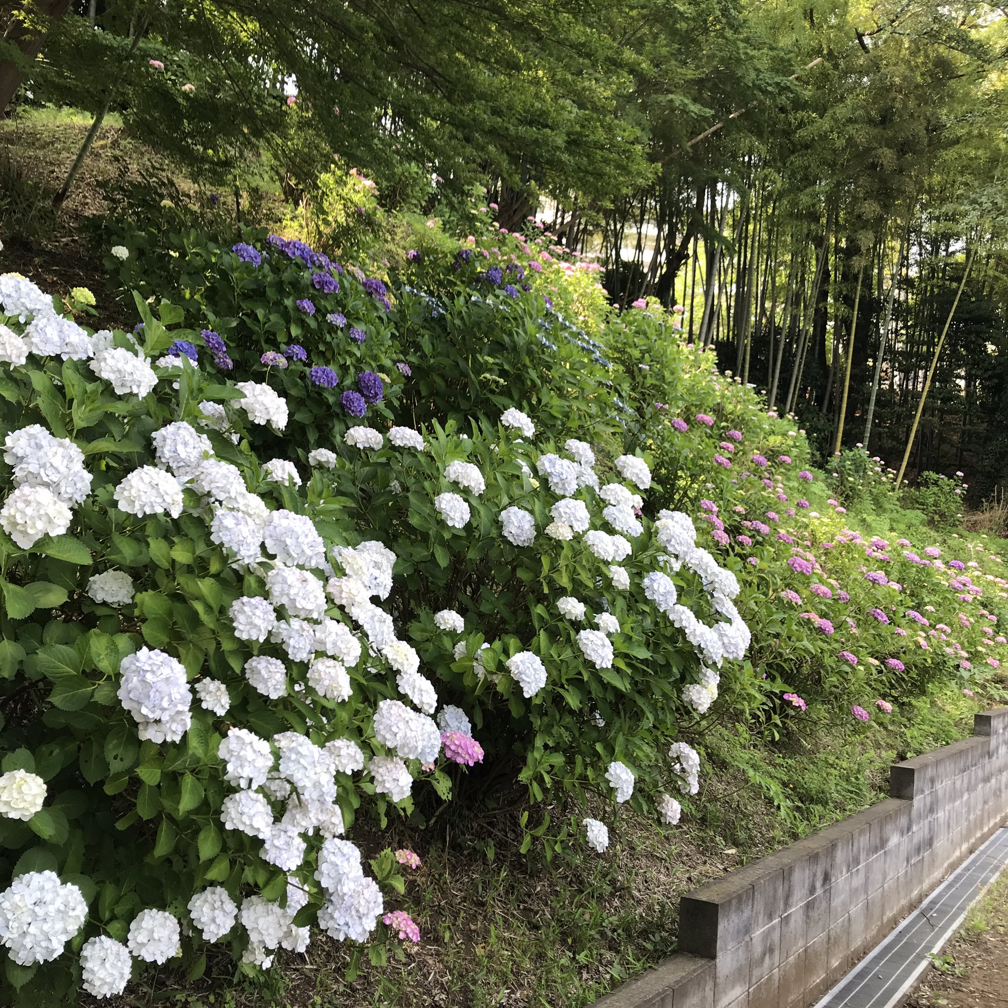 長窪山 正覚寺 花便り 紫陽花が咲き揃ってきました 写真ではわかりづらいですが 斜面の上の方も咲いてきています 花便り 紫陽花 あじさい アジサイ ハナショウブ 花菖蒲 花の寺 あじさい寺 横浜市都筑区 センター南 センター北 港北