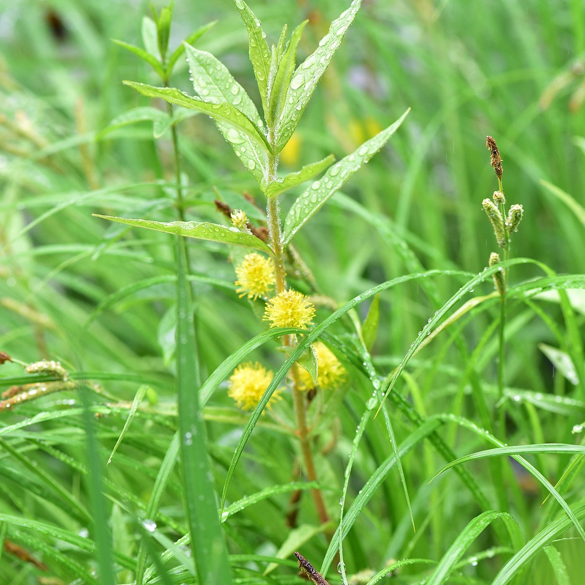 버들까치수염 
#버들까치수염 #백두산야생화