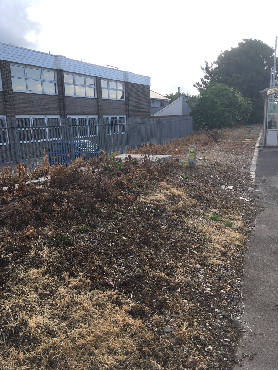 Devastated to see that this bank of wildflowers, which I last saw full of ladybirds, butterfly caterpillars and #bees, has been treated with #glyphosate at #portslade station. Why, <a href="/networkrail/">Network Rail</a> ?