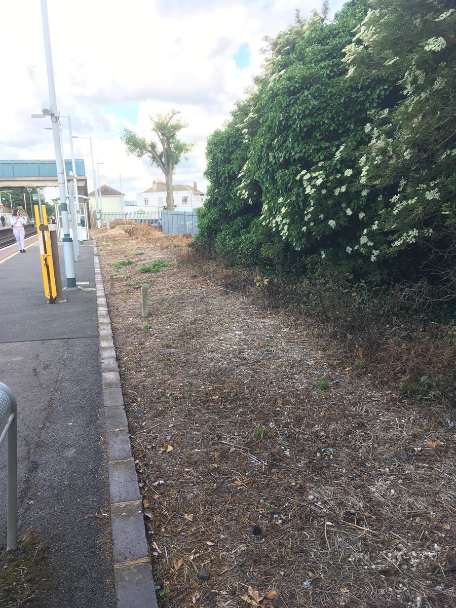 Kate_Bradbury's tweet photo. Devastated to see that this bank of wildflowers, which I last saw full of ladybirds, butterfly caterpillars and #bees, has been treated with #glyphosate at #portslade station. Why, @networkrail ? https://t.co/kCV5u5mmEy
