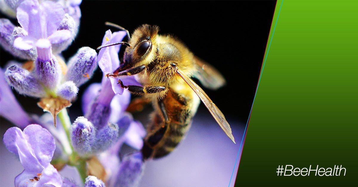 Bayer4Crops_SA's tweet photo. #DidYouKnow that globally honey bee colonies have increased by more than 65% since the 1960s.
So why do we keep hearing #BeeHealth is at risk? We cover it all on #FarmMeetsTable: https://t.co/SiUXBir1gL
@BayerBeeCare https://t.co/zzFjHWs2gf